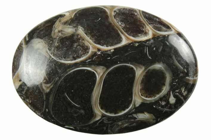 Polished Fossil Turritella Agate Cabochon - Wyoming #237342